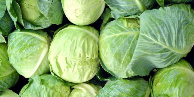 Cabbage Crush Replaces Cauliflower in Food