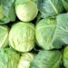 Cabbage Crush Replaces Cauliflower in Food
